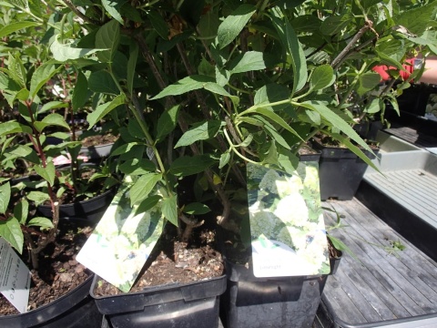 Hortensja bukietowa 'Limelight'