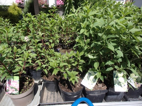 Hortensja bukietowa 'Limelight'