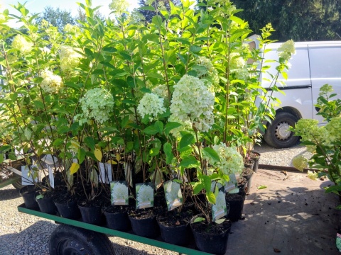 Hortensja bukietowa 'Limelight'