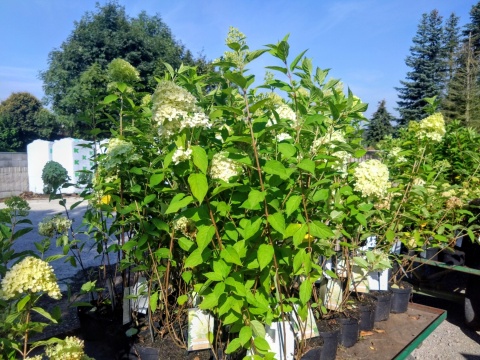Hortensja bukietowa 'Limelight'