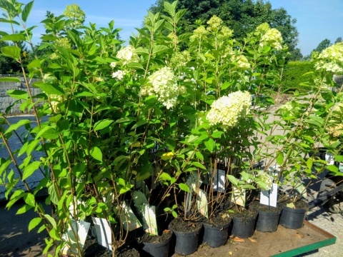 Hortensja bukietowa 'Limelight'