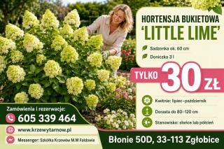Hortensja bukietowa ‘Little Lime’