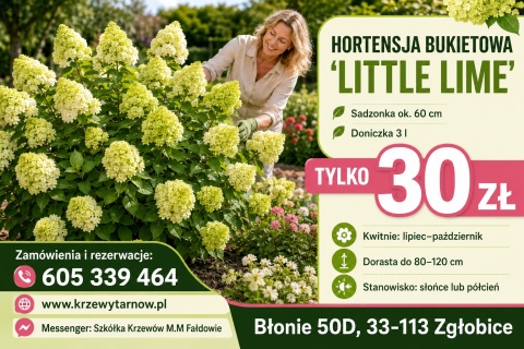 Hortensja bukietowa ‘Little Lime’