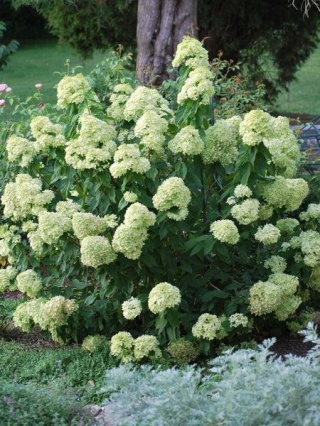 Hortensja bukietowa ‘Little Lime’