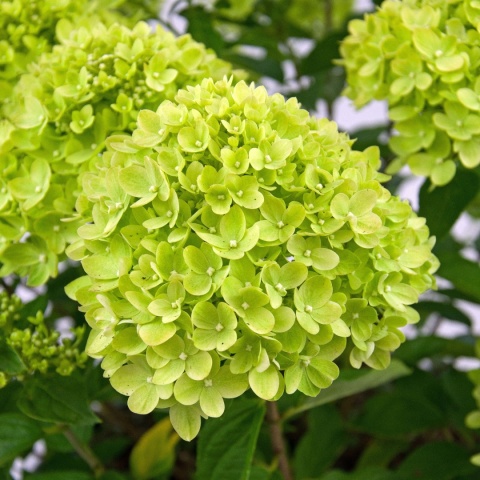 Hortensja bukietowa ‘Little Lime’