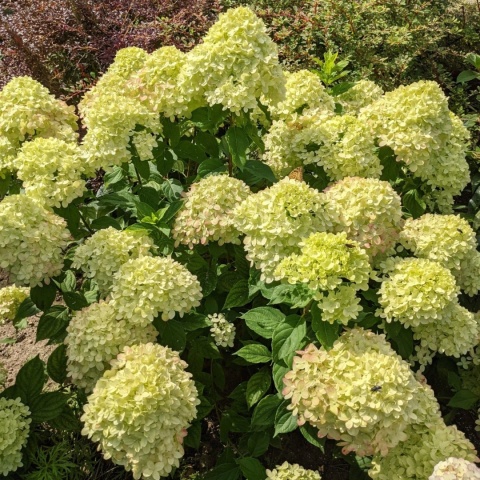 Hortensja bukietowa ‘Little Lime’