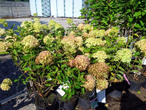Hortensja bukietowa ‘Little Lime’