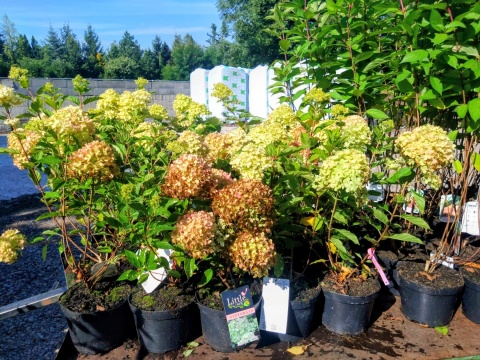 Hortensja bukietowa ‘Little Lime’