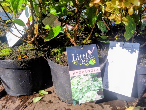 Hortensja bukietowa ‘Little Lime’
