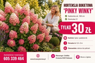 Hortensja bukietowa ‘Pinky Winky’