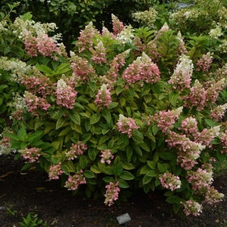 Hortensja bukietowa ‘Pinky Winky’