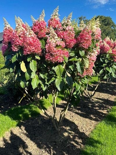 Hortensja bukietowa ‘Pinky Winky’