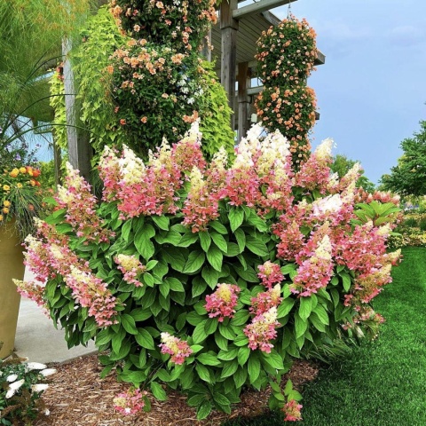 Hortensja bukietowa ‘Pinky Winky’