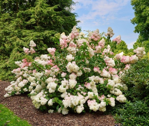 Hortensja bukietowa ‘Pinky Winky’