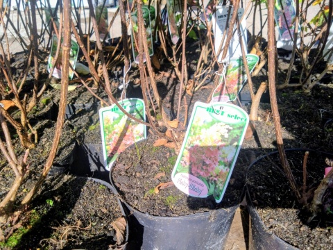 Hortensja bukietowa ‘Pinky Winky’