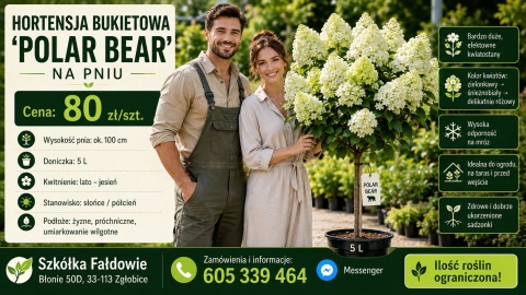 Hortensja bukietowa Polar Bear - forma pienna