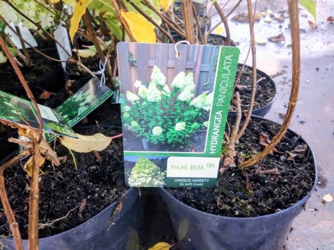 Hortensja bukietowa 'Polar Bear'