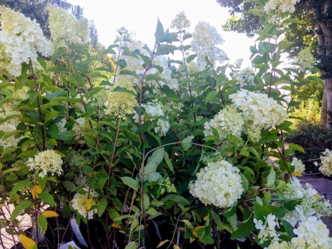 Hortensja bukietowa 'Polar Bear'