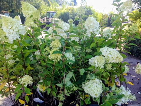 Hortensja bukietowa 'Polar Bear'