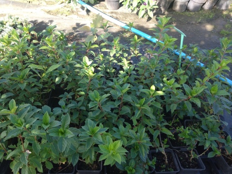 Hortensja bukietowa 'Sundae Fraise' PBR