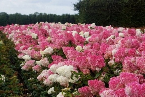 Hortensja bukietowa 'Vanille Fraise'