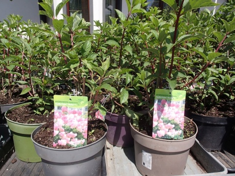 Hortensja bukietowa 'Vanille Fraise'