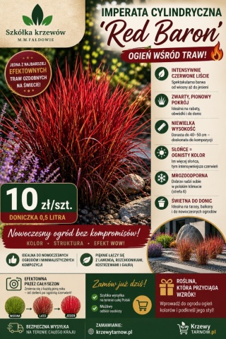 Imperata cylindryczna 'Red Baron'
