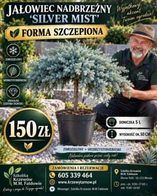 Jałowiec nadbrzeżny ‘Silver Mist’ – forma szczepiona