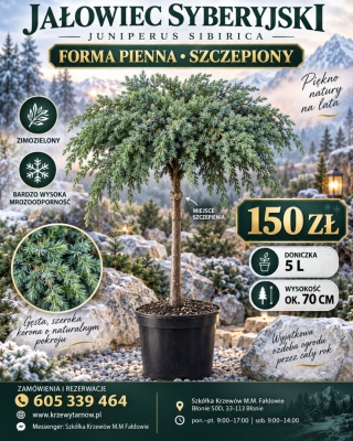 Jałowiec syberyjski – Juniperus sibirica, forma pienna szczepiona