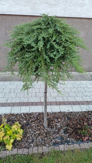 Jałowiec syberyjski – Juniperus sibirica, forma pienna szczepiona
