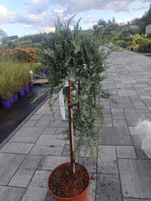 Jałowiec syberyjski – Juniperus sibirica, forma pienna szczepiona