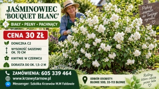 Jaśminowiec ‘Bouquet Blanc’ – biały, pełny i pachnący