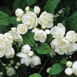 Jaśminowiec ‘Bouquet Blanc’ – biały, pełny i pachnący