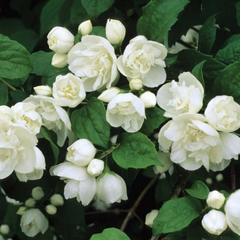 Jaśminowiec ‘Bouquet Blanc’ – biały, pełny i pachnący