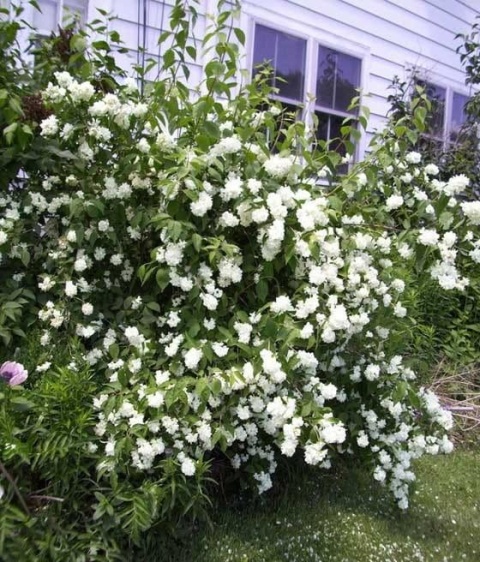 Jaśminowiec ‘Bouquet Blanc’ – biały, pełny i pachnący