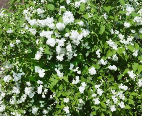 Jaśminowiec ‘Bouquet Blanc’ – biały, pełny i pachnący