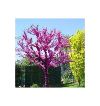 Judaszowiec (‘Merlot’, ‘Alley Cat’, ‘Vanilla Twist’, ‘Eternal Flame’, ‘Avondale’, ‘Pink Pom Poms’, ‘Carolina Sweetheart’)