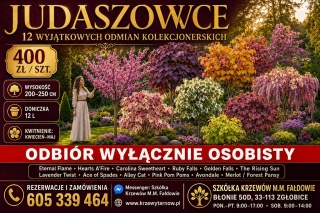 Judaszowiec 12 ODMIAN