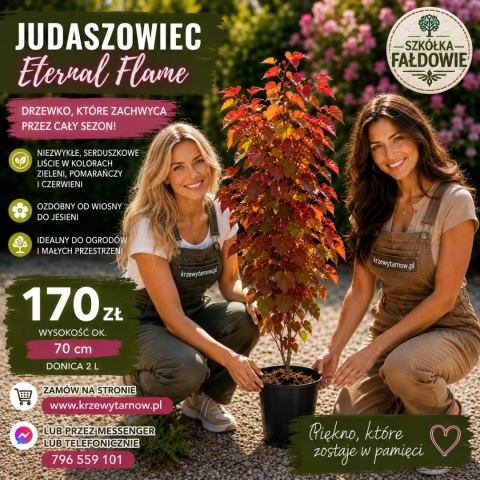 Judaszowiec Eternal Flame szczepiony