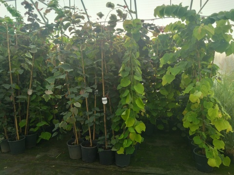 Judaszowiec ('Merlot', 'Alley Cat', 'Vanilla Twist', 'Eternal Flame', 'Avondale', 'Pink Pom Poms', 'Carolina Sweetheart')