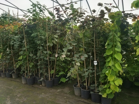 Judaszowiec ('Merlot', 'Alley Cat', 'Vanilla Twist', 'Eternal Flame', 'Avondale', 'Pink Pom Poms', 'Carolina Sweetheart')
