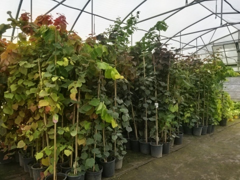 Judaszowiec ('Merlot', 'Alley Cat', 'Vanilla Twist', 'Eternal Flame', 'Avondale', 'Pink Pom Poms', 'Carolina Sweetheart')