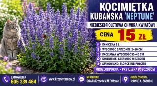 KOCIMIĘTKA KUBAŃSKA ‘NEPTUNE’