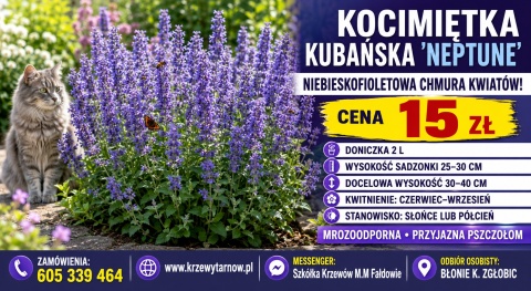 KOCIMIĘTKA KUBAŃSKA ‘NEPTUNE’