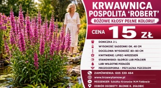 KRWAWNICA POSPOLITA ‘ROBERT’