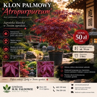 Klon palmowy 'Atropurpureum'