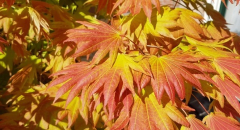 Szczepiony Klon palmowy ‘Moonrise’ - 60 - 70 cm
