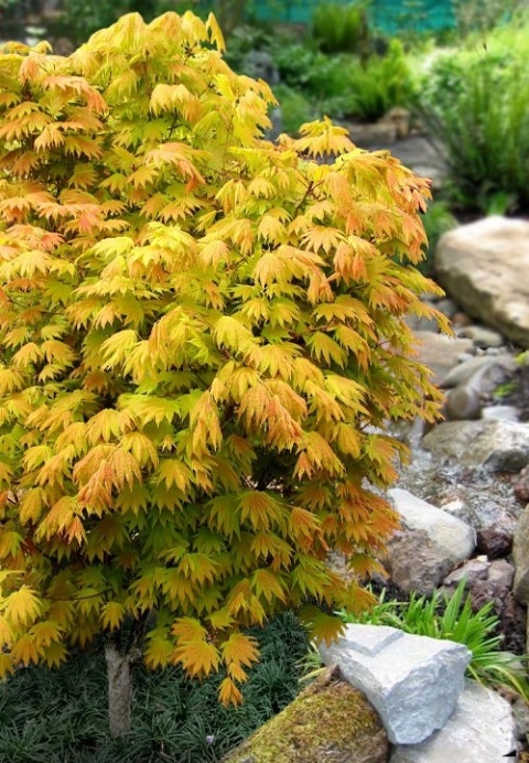 Szczepiony Klon palmowy ‘Moonrise’ - 60 - 70 cm