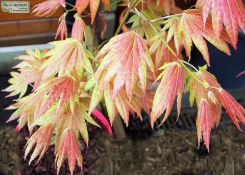Szczepiony Klon palmowy ‘Moonrise’ - 60 - 70 cm