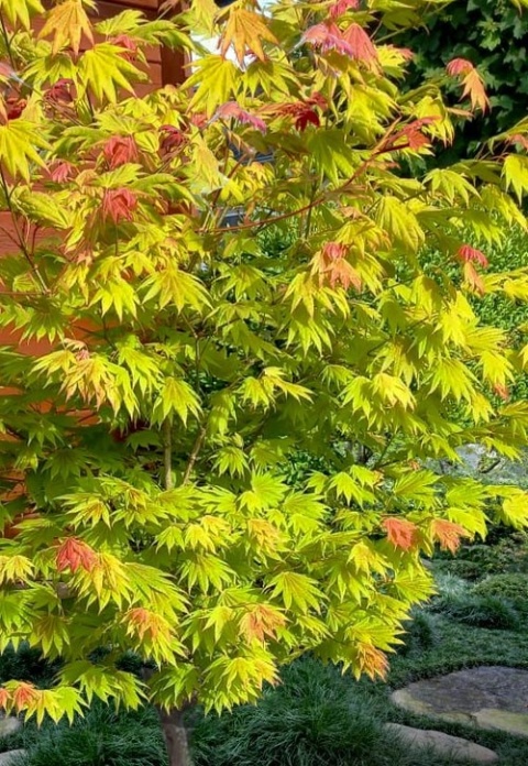 Szczepiony Klon palmowy ‘Moonrise’ - 60 - 70 cm